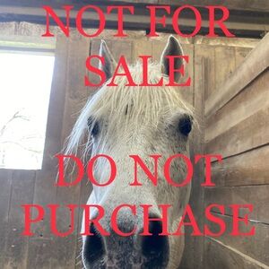 DO NOT PURCHASE ****** Ariat TriFactor Full Seat Equestrian Riding Breeches